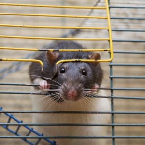 Rat-park-addiction-experiment